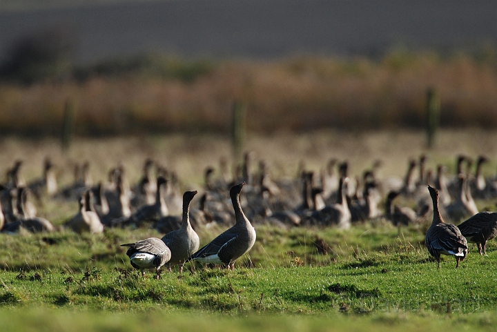 Pink-footed geese calling - F.jpg - Pink-footed geese calling - Norfolk